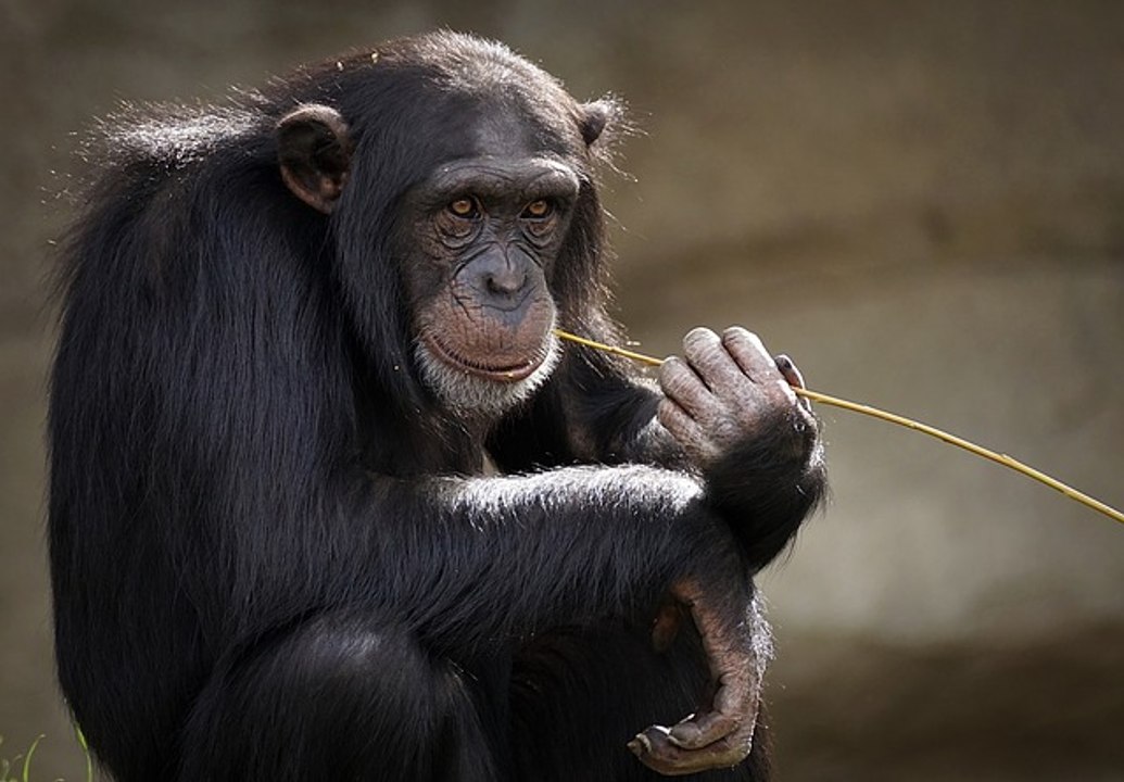 Nace Jane Goodall en 1934