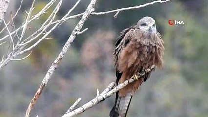 Bir anda gökyüzünü sardılar...Gümüşhane’de ilk kez görüntülendiler