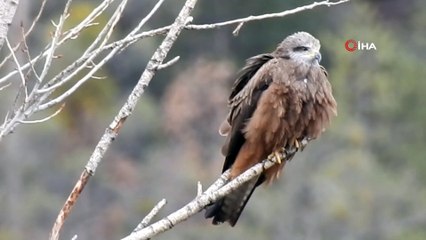 Göç Eden ‘Kara Çaylak’ Kuşu İlk Kez Gümüşhane’de Konakladı