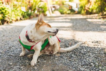 Puces des chiens : 6 solutions naturelles