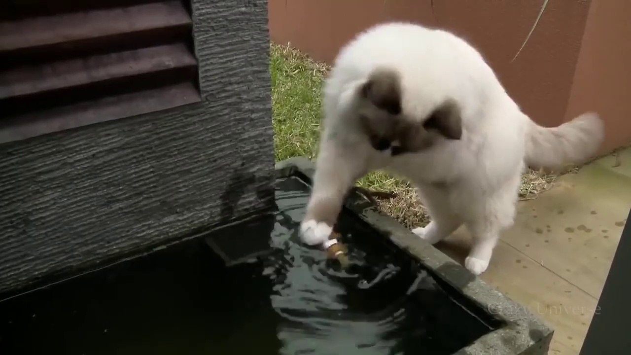 10 Unbelievable Animals That Saved Other Animals