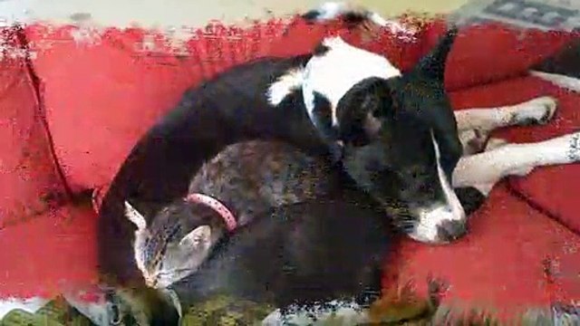 To sleep, perchance to dream- ay, there's the rub. There's no beating a cat when it comes to finding the best , softest, warmest, most comfortable napping place!