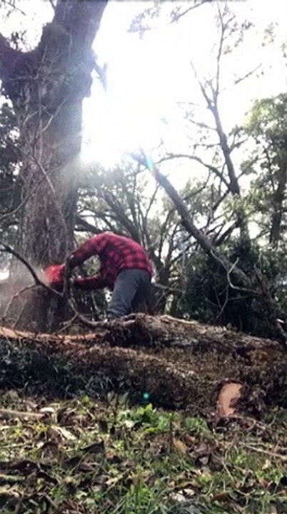 Il se rate totalement lors de l'abattage d'un arbre !