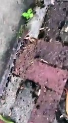 Une famille de souris se déplace en file indienne derrière la mère !