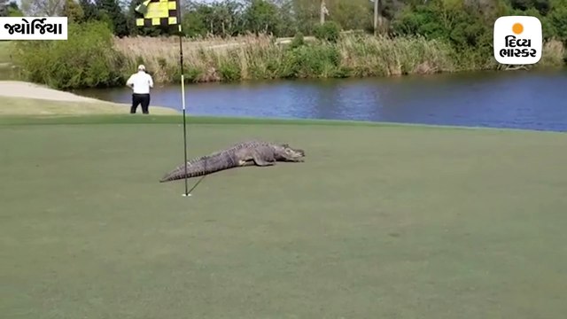 ગોલ્ફના મેદાનમાં ઘૂસ્યો મહાકાય મગર, મેદાનમાં માર્યા આંટા