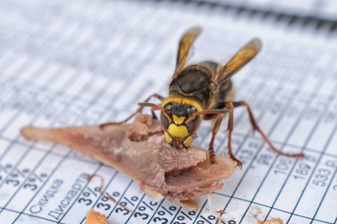 5 astuces pour repousser les guêpes