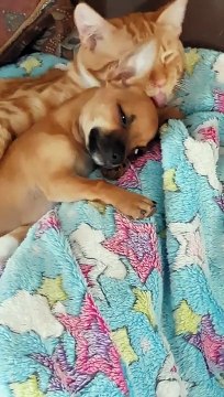 L'adorable amitié de ce chat et ce petit Chihuahua est la meilleure chose à voir