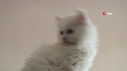 Van Kedilerinin Kalitesi Her Yıl Artıyor