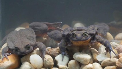 Watch: Romeo and Juliet hope to avoid violent ends (this time)