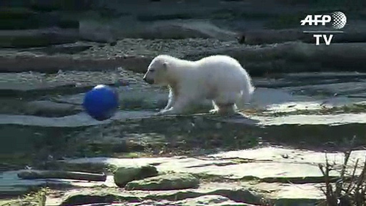 Berlin-born polar bear cub named after football club Hertha