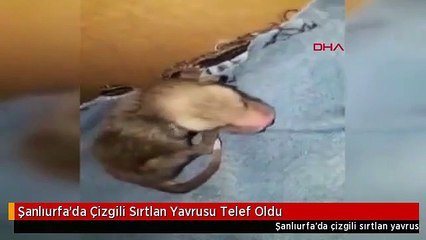 Şanlıurfa'da Çizgili Sırtlan Yavrusu Telef Oldu