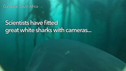 Shark-cam gives scientists new insight to great whites