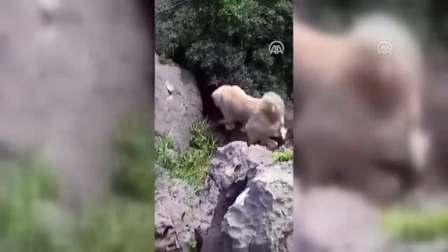 Çizgili Sırtlan Cep Telefonu Kamerasıyla Görüntülendi