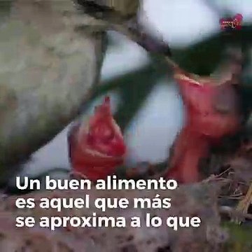 La nutrición de las aves