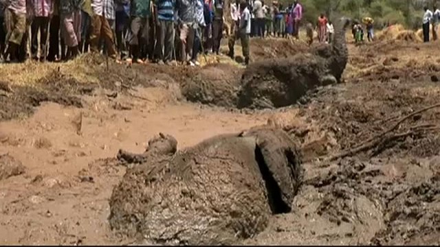 Kenya: i ranger salvano tre elefanti intrappolati nel fango