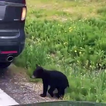 Incroyable mais vrai, une famille entière d'ours noirs. Magnifique !
