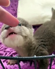 Un bébé loutre trop mignon adore sucer les doigts. Adorable !