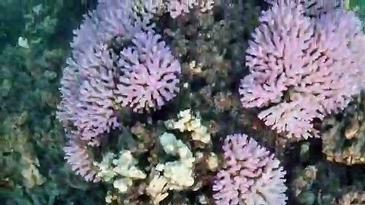 Branqueamento atinge corais ao sul do planeta