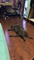 The fat boy likes sleeping on the floor.Aww