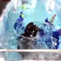 Ce bébé loutre adore nager dans l'eau. Admirez sa beauté !