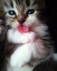 Ce magnifique chaton va vous arracher un sourire. Trop cute !