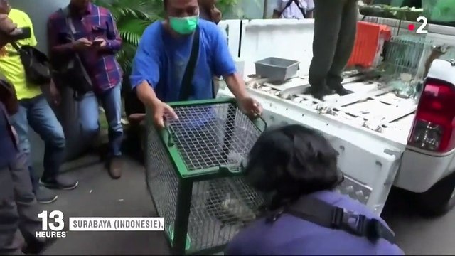 Indonésie : l'île de Komodo fermée aux touriste pour préserver les dragons