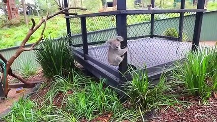 Vous allez fondre pour ce magnifique koala ! Admirez la !