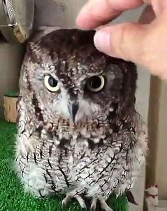 Vous devez absolument voir la réaction de ce hibou quand on le caresse. Craquant !