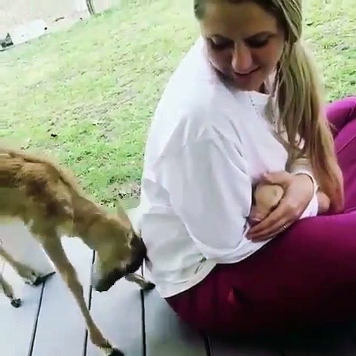 Quand une antilope est jalouse d'un bébé cochon, voici ce que ça donne. Trop marrant !