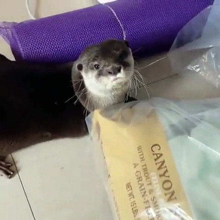 Une loutre a trouvé la cachette de ses croquettes et les savoure en cachette. Regardez !