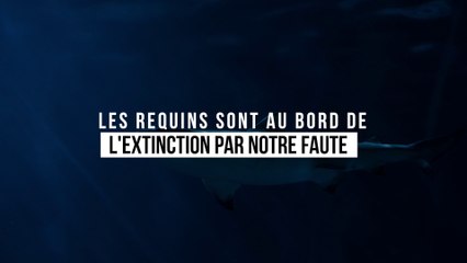 Présents depuis des millions d'années, les requins sont au bord de l'extinction par notre faute