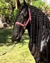 Voici ce que ça donne lorsqu'on tresse la crinière d'une splendide jument. Spectaculaire !