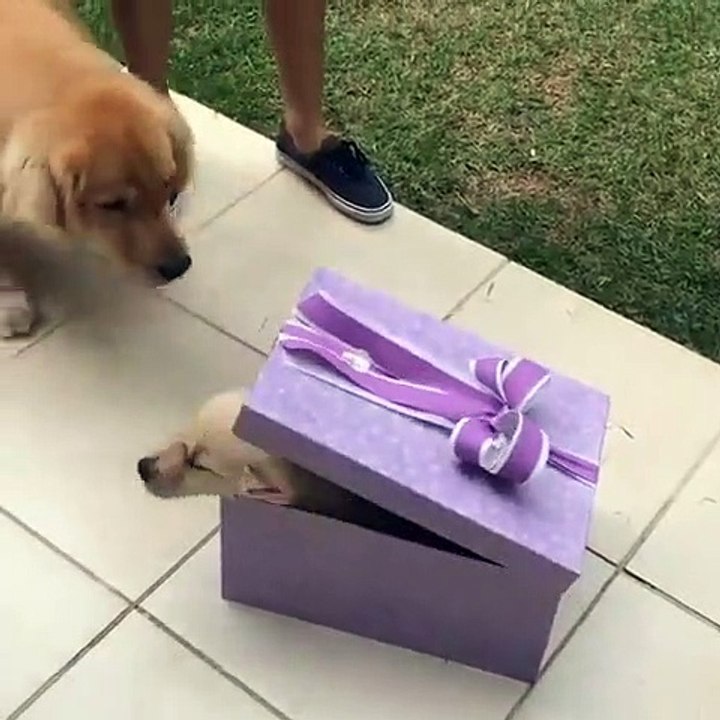 Quand une chienne découvre un cadeau pas comme les autres. Émouvant !