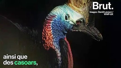 En Indonésie, un trafic de dragons de Komodo a été démantelé par les autorités