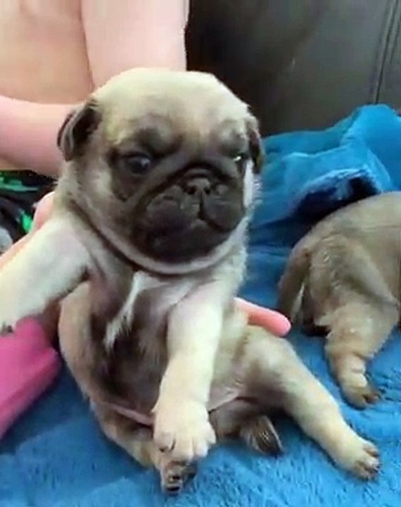 Ces bébés carlins ont une adorable manière de bailler. Craquant !