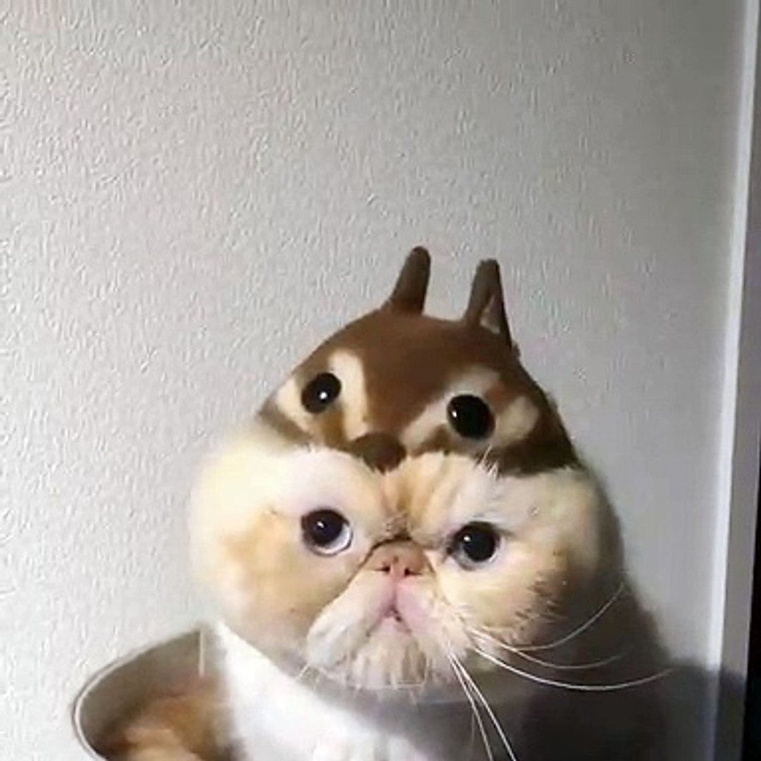 Ce Chat Deguise En Lapin Est Hilarant Video Dailymotion