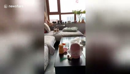 Agile rabbit hops over and over chihuahua chasing it on sofa in China
