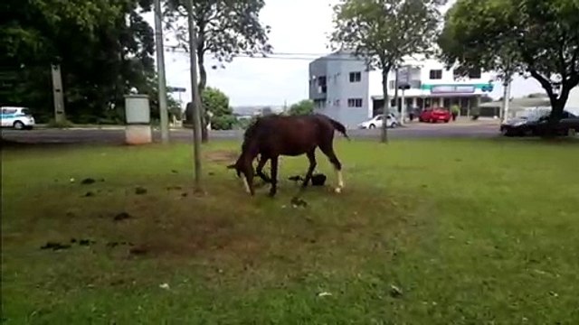 Cavalo amarrado no canteiro da Av. Brasil chama a atenção de moradores