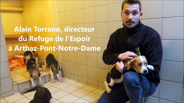Refuge de l'espoir d'Arthaz : ces chiens de laboratoire qui méritent une nouvelle vie...