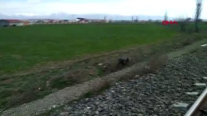 Afyonkarahisar Yerleşim Yerine İnen Kurt Korkuttu-2