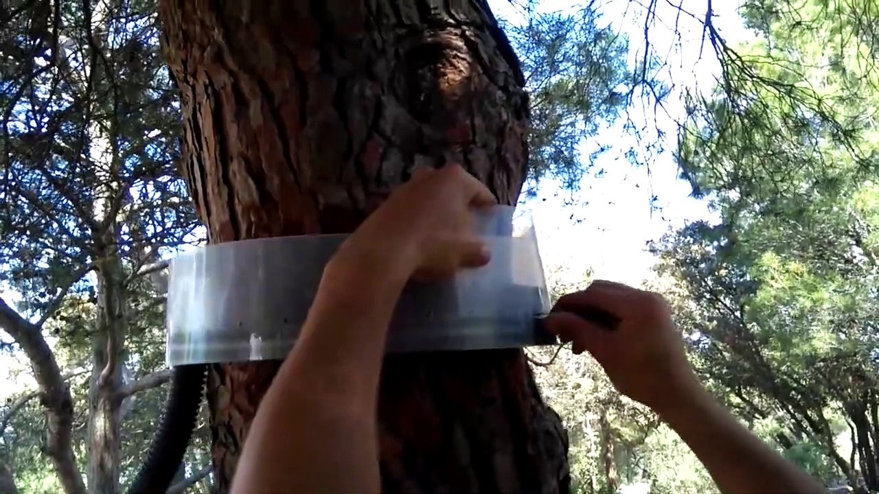 Comment lutter contre les chenilles processionnaires ?