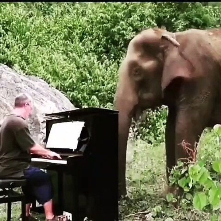 Paul Barton joue Debussy 'Clair de Lune' au piano pour un éléphant de 80 ans.‌ Apaisant !