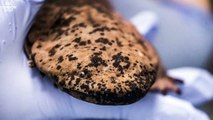A Smuggled Chinese Giant Salamander Finds Home At London Zoo