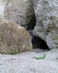 Ce chat fait partie d'une race très rare. Extraordinaire !