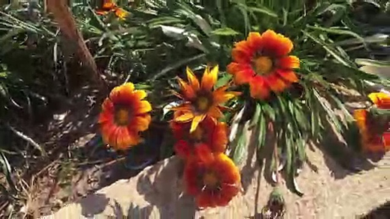 Animais voltam a campo é primavera  em Portugal