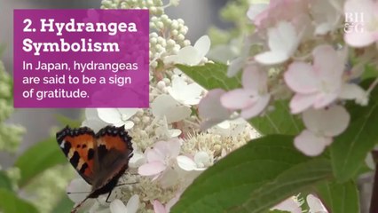 5 Interesting Facts You Didn't Know About Hydrangeas