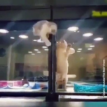 Ce chaton va tout faire pour rejoindre son ami chiot dans sa cage. Trop cute !