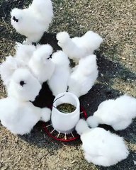 Ces poules sont d'une beauté remarquable. Admirez les !