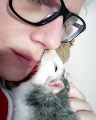 Ce raton veut dormir dans le nez de son propriétaire. Marrant !
