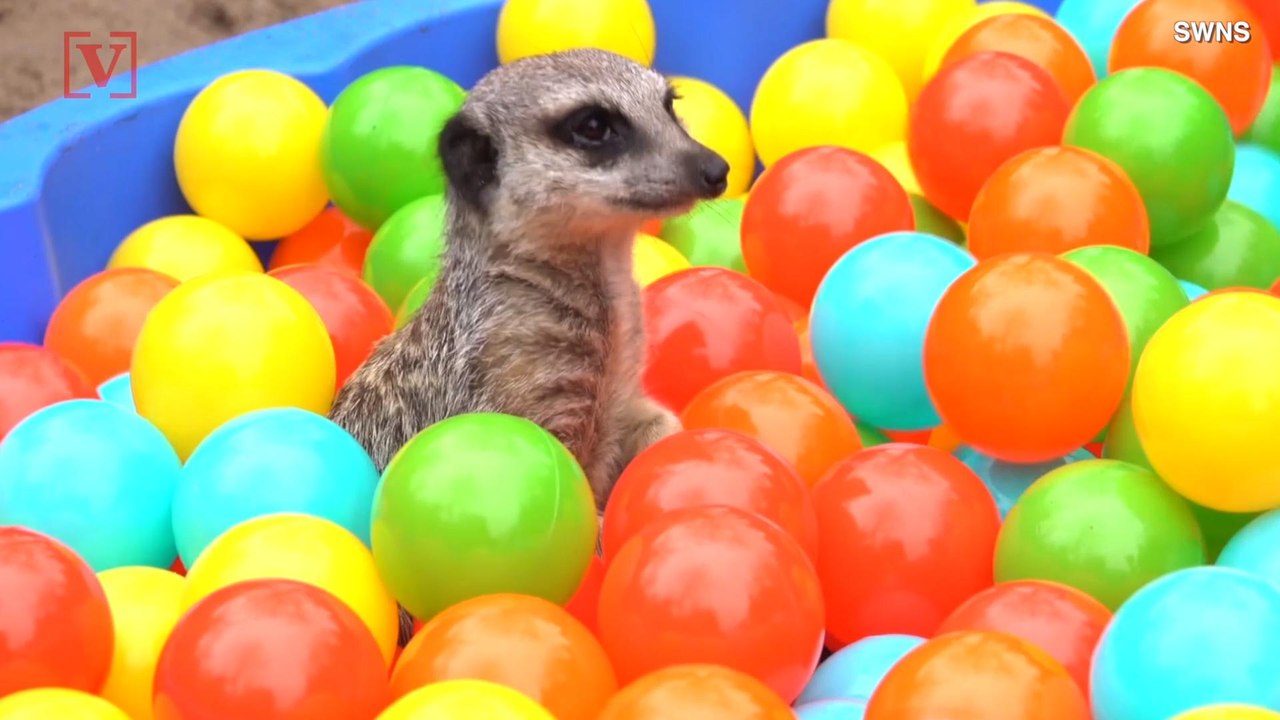 This Video Of Meerkats Playing In A Ball Pit Is Just Too Cute!